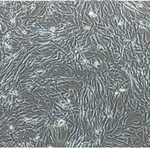 A10大鼠主动脉血管平滑肌细胞,A10