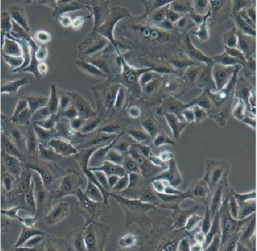 TE671人胚胎横纹肌瘤细胞,TE671