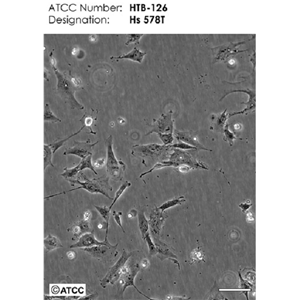 A875[A-875]人黑色素瘤细胞