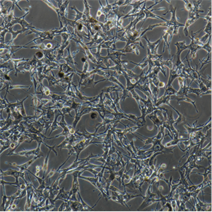ND7/23鼠神经母细胞瘤细胞