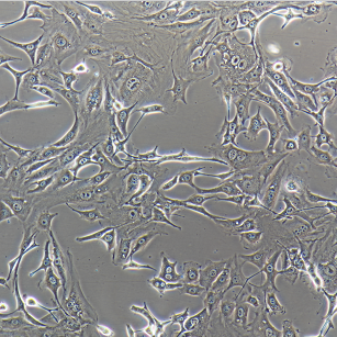 HCV-NS2中國倉鼠卵巢癌細胞,HCV-NS2