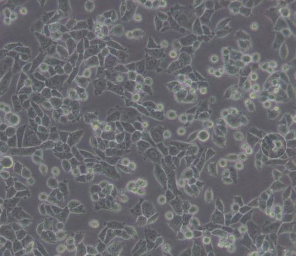 PC-3人胰腺癌细胞