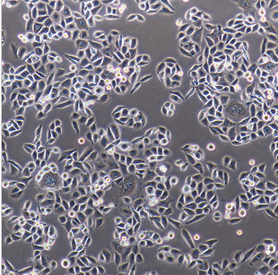 B16F1成纤维细胞小鼠黑色素瘤细胞,B16F1