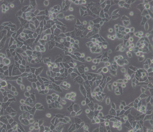 HCT/FU人结肠癌氟尿嘧啶耐药株上皮细胞,HCT/FU