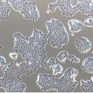 人結(jié)直腸癌紫杉醇耐藥株HCT-15/Taxol