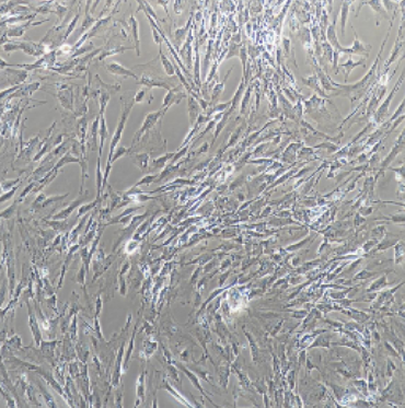 B16-F10--RED小鼠皮肤黑色素瘤细胞-红色标记,B16F10RED