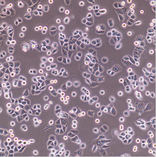 MDA-MB-468-RED人乳腺癌细胞-红色标记,MDA-MB-468-RED