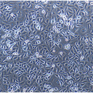 GDM-1人急性粒细胞白血病细胞