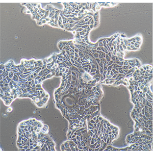 NFS-60G-CSF依赖性淋巴母细胞小鼠白血病细胞