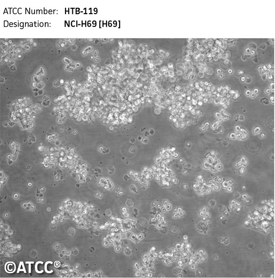 肺癌SBC-2人小细胞,SBC-2
