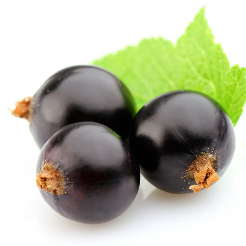 黑加仑油,Black Currant oil