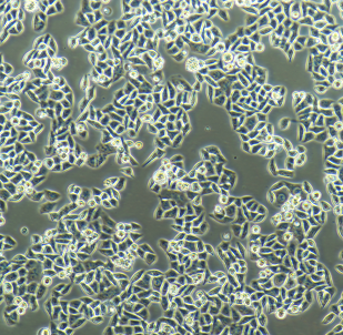 RLE-6TN大鼠肺泡Ⅱ型细胞,RLE-6TN