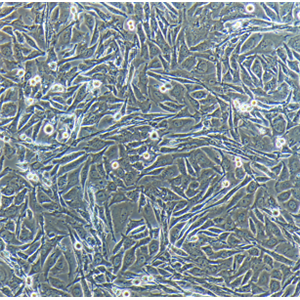 QSG-7701人正常肝细胞,QSG-7701