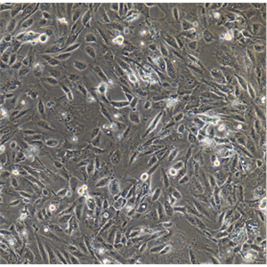 HBZY-1大鼠肾小球系膜细胞,HBZY-1