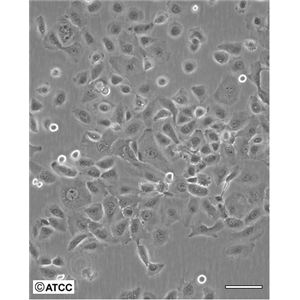 KCL-22人慢性粒细胞白血病细胞
