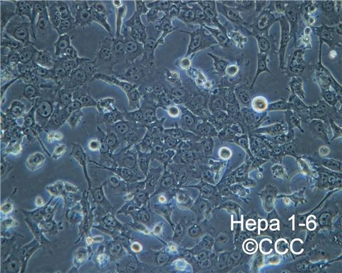 NCI-H2087人非小细胞肺腺癌细胞,NCI-H2087