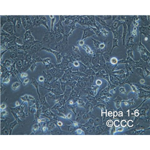 NCI-H2087人非小细胞肺腺癌细胞