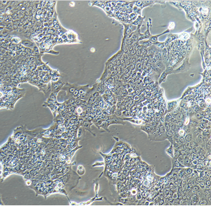 PK13猪肾细胞系,PK13