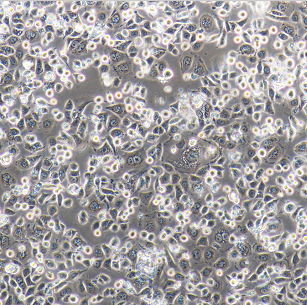 MOLM-16人急性髓系白血病细胞