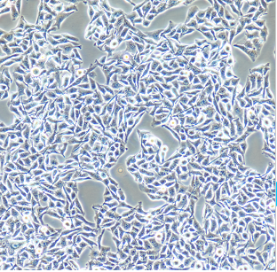 NCI-H165人非小细胞肺癌细胞,NCI-H165