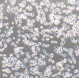 HCC1599人乳腺管癌细胞,HCC1599