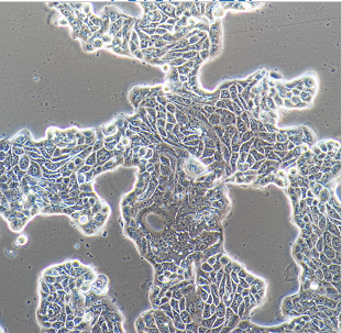 SN12C人腎癌細(xì)胞,SN12C