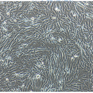 HCC4006人肺腺癌細(xì)胞