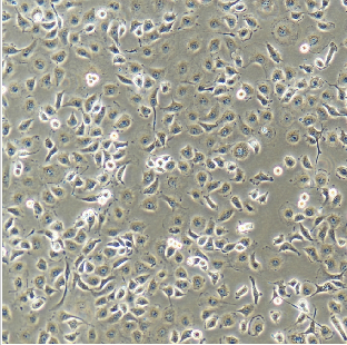 PLC/PRE/5人肝癌细胞,PLC/PRE/5