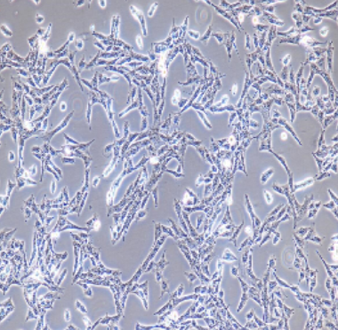 PC12未分化大鼠肾上腺嗜铬细胞瘤细胞未分化,PC12