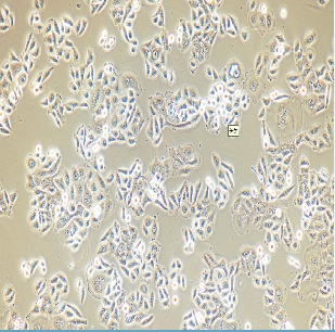 PC12高分化大鼠肾上腺嗜铬细胞瘤细胞高分化,PC12