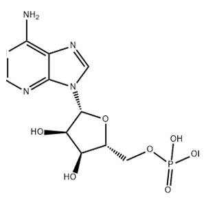 5′-腺苷一磷酸,5'-Adenylic Acid