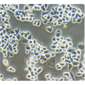 THP-1人单核细胞白血病细胞