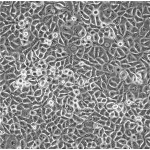 RAW264.7小鼠腹腔巨噬细胞细胞系