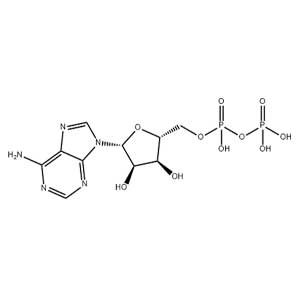 5-腺苷二磷酸,Adenosine 5'-Diphosphate