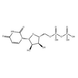 5-尿苷二磷酸,Uridine 5′-Diphosphate