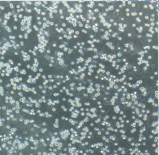 HCT-15/Taxol人结直肠癌紫杉醇耐药株,HCT-15/Taxol