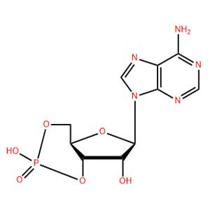 環(huán)磷酸腺苷,Cyclic AMP