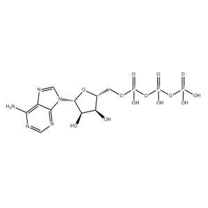 5’-三磷酸腺苷,Adenosine Triphosphate