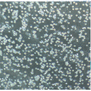 HCT-15/Taxol人結(jié)直腸癌紫杉醇耐藥株,HCT-15/Taxol