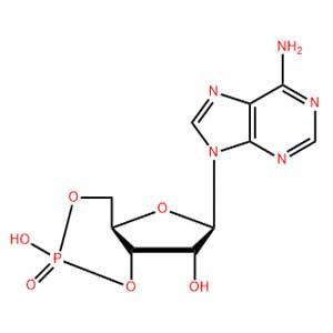 环磷酸腺苷