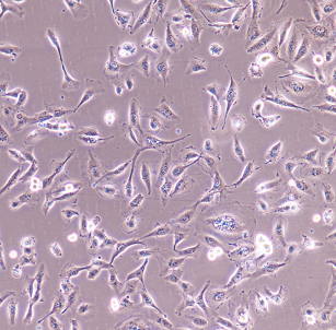MV-4-11人髓性单核细胞白血病细胞,MV-4-11
