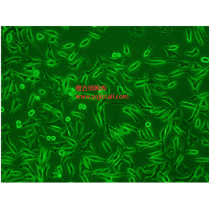 COS-7非洲绿猴肾细胞SV40转化