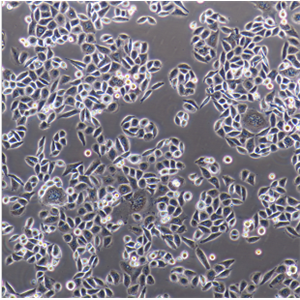 A549-GFP人肺癌細(xì)胞帶綠色熒光,A549-GFP