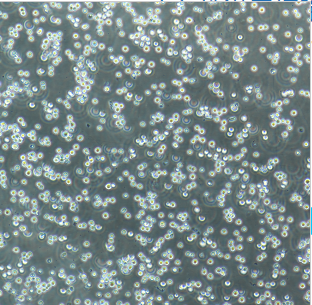 MFC-GFP小鼠前胃癌细胞绿色荧光蛋白标记,MFC-GFP