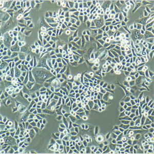 RBL-1大鼠嗜碱性粒细胞性白血病细胞