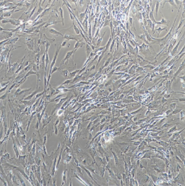 LS1034人结直肠癌细胞,LS1034