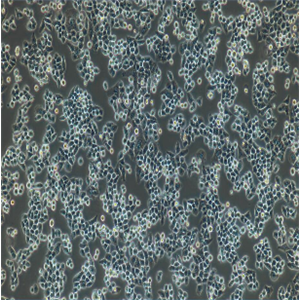 MV-4-11慢性骨髓单核白血病细胞