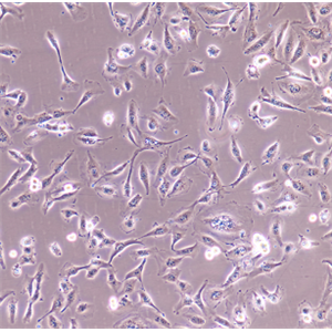 NCI-H322人肺癌细胞,NCI-H322