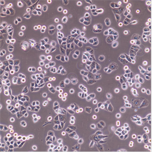 NCI-H650人非小细胞肺癌细胞
