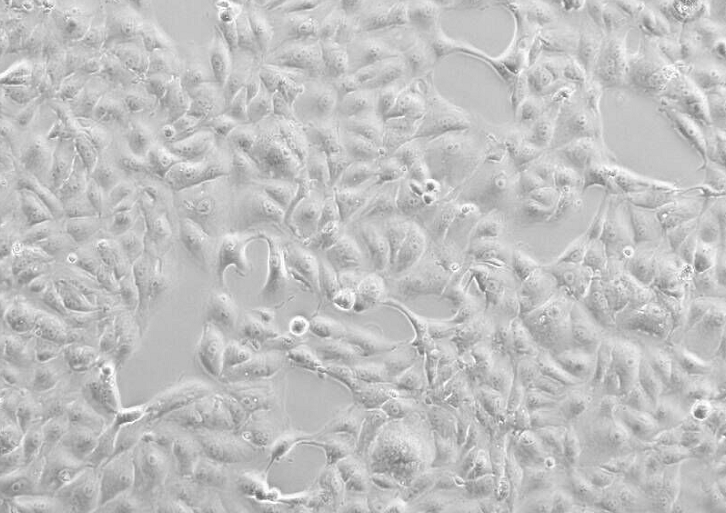 PE/CA-PJ34(Clone12)人口腔鱗狀細胞,PE/CA-PJ34(Clone12)